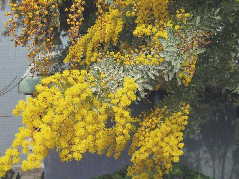 Dettaglio delle foglie e dei fiori di Acacia baileyana