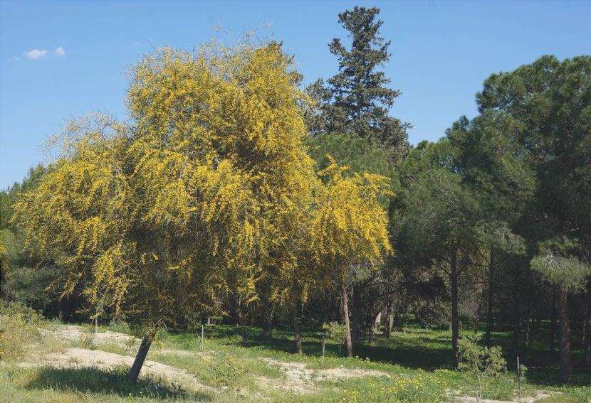 Esemplare di Acacia saligna