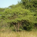 acacia tortilis en habitat