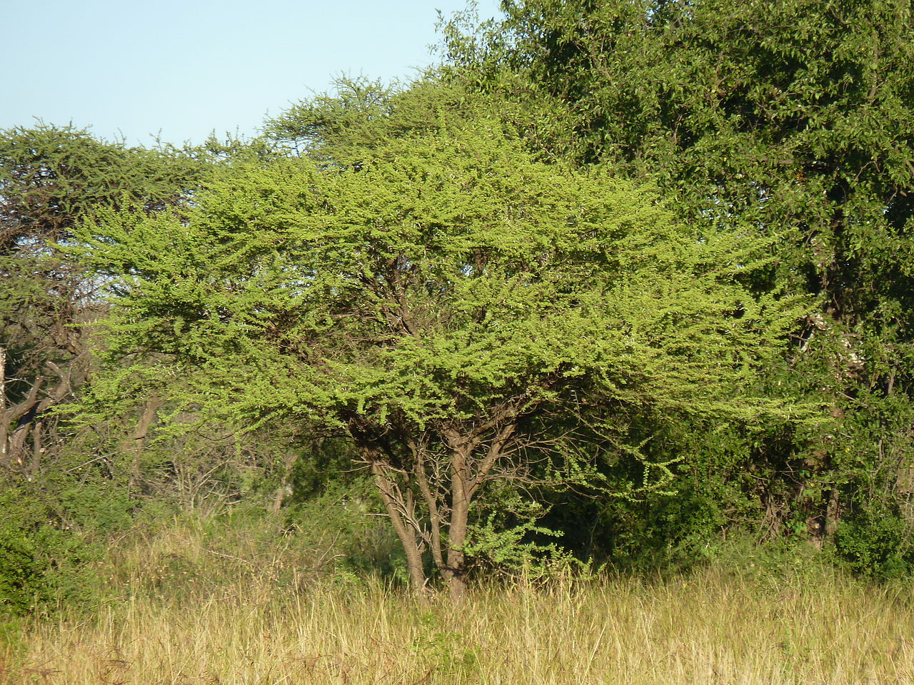 7 alberi della savana: caratteristiche e cura di base