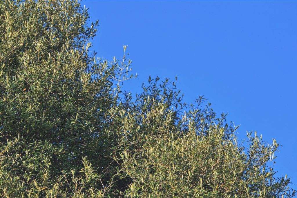 L'olivo selvatico è un albero mediterraneo.
