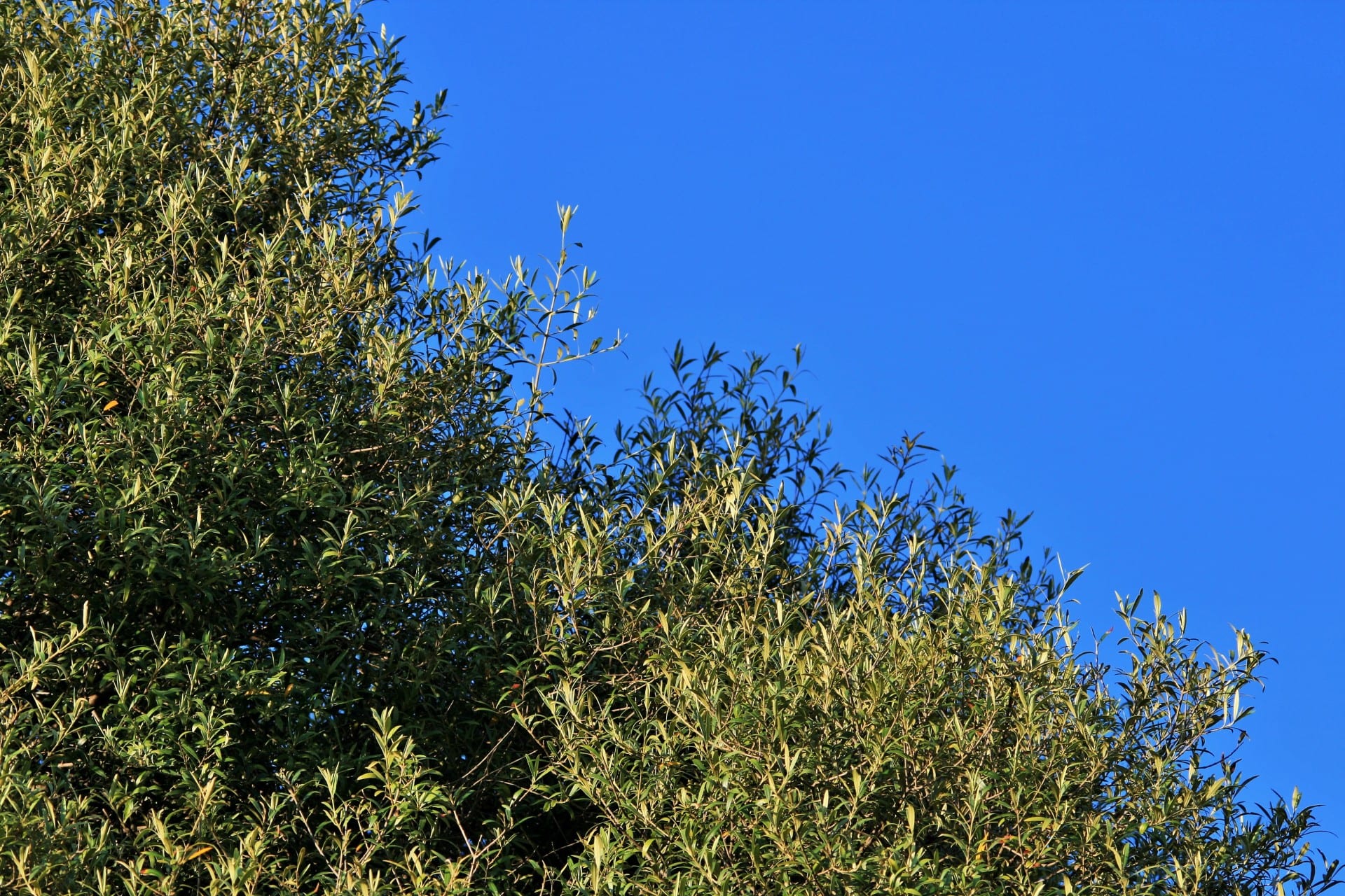 Guida alla cura dell'olivo, una pianta perfetta per il tuo giardino