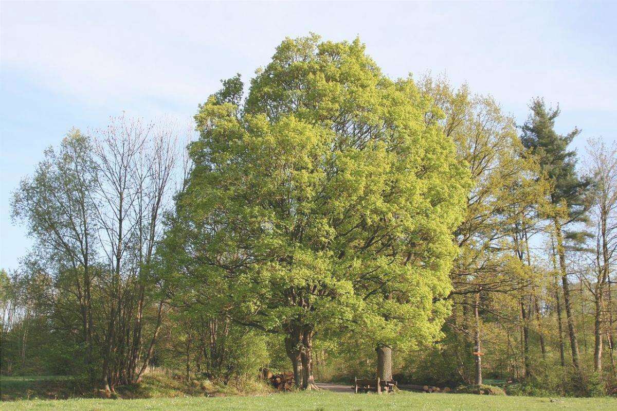 L'Acer campestre è un albero tipico della foresta decidua temperata.