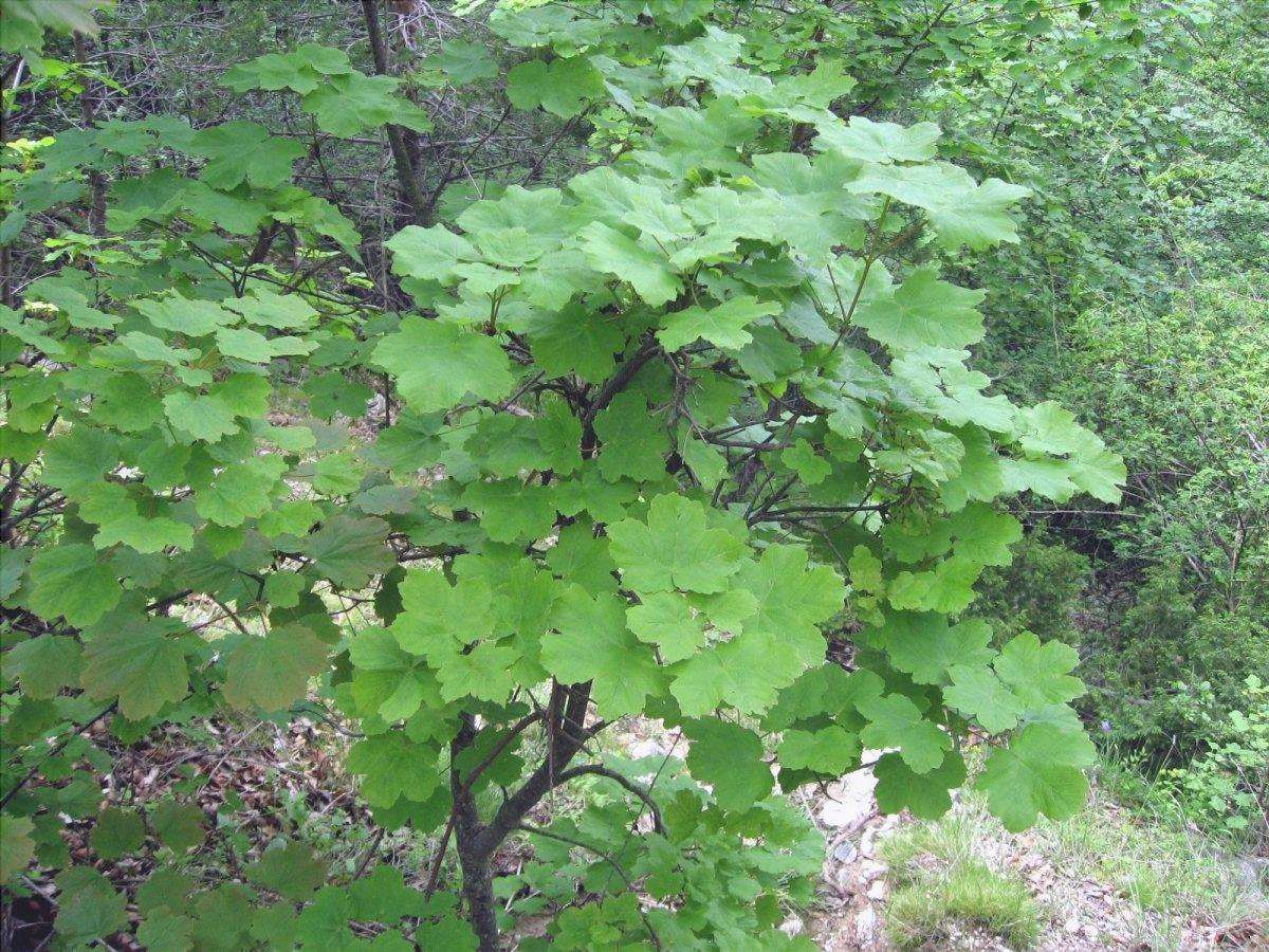 L'Acer opalus è un albero deciduo.