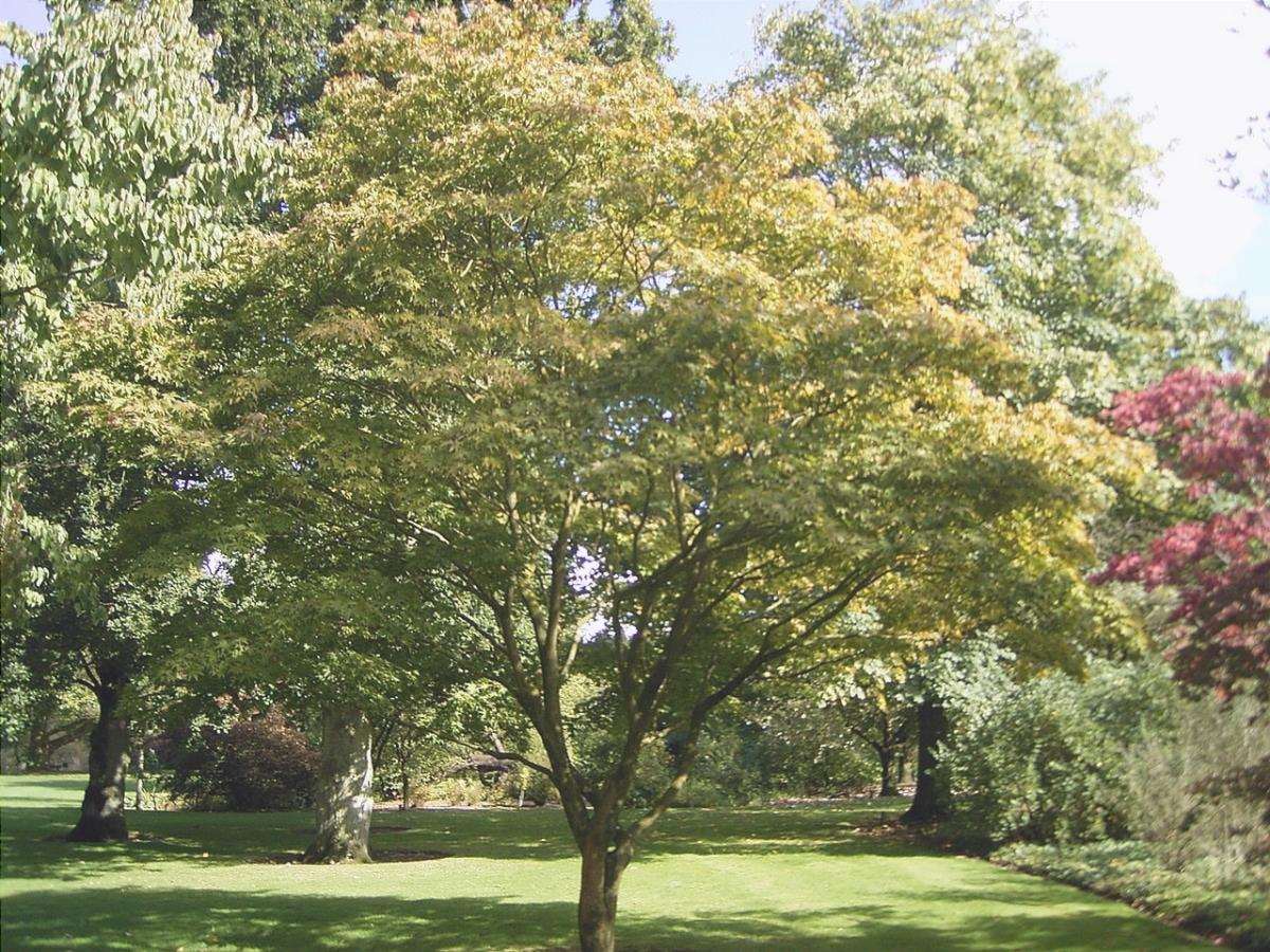 L'Acer palmatum Osakazuki è un piccolo arbusto.