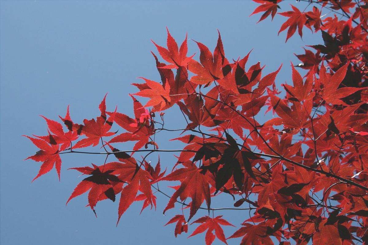 Acer palmatum Osakazuki è una varietà di acero giapponese rosso.