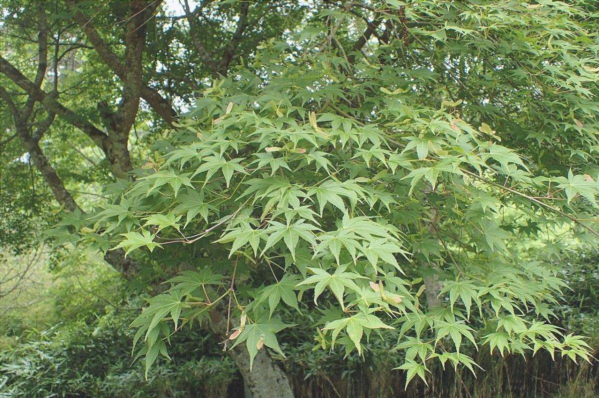 Acer palmatum 'Osakazuki' è un albero deciduo