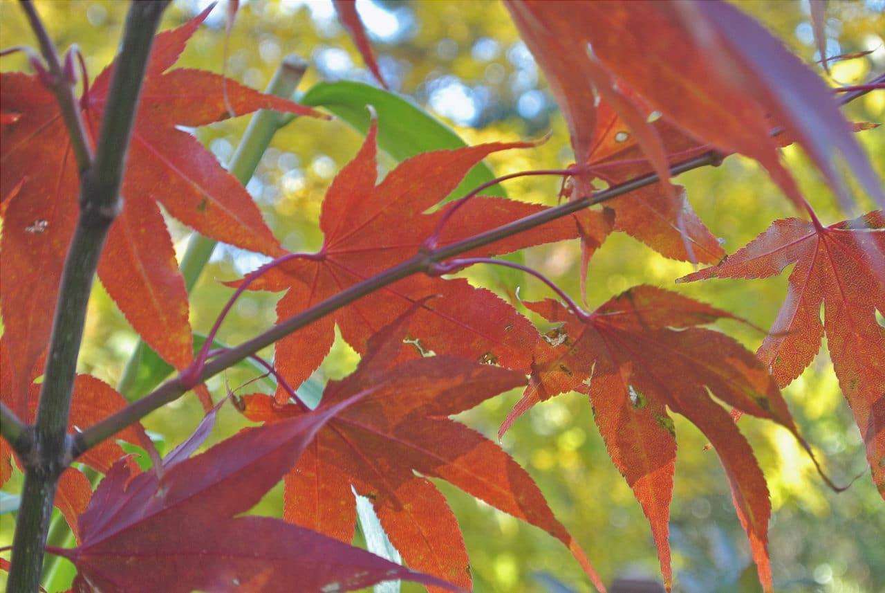 Acer palmatum 'Osakazuki' ha foglie rosse