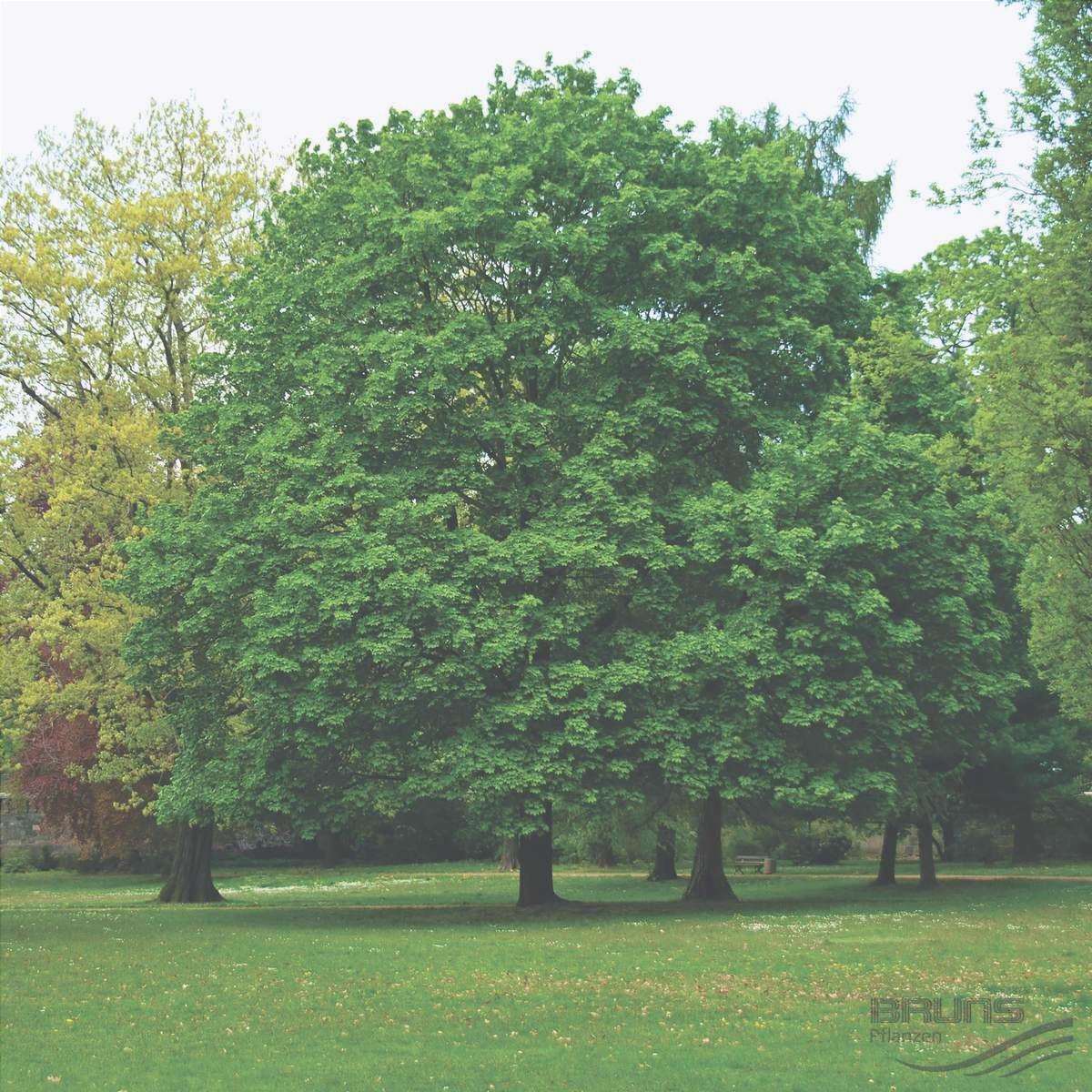 Vista di un Acer platanoides