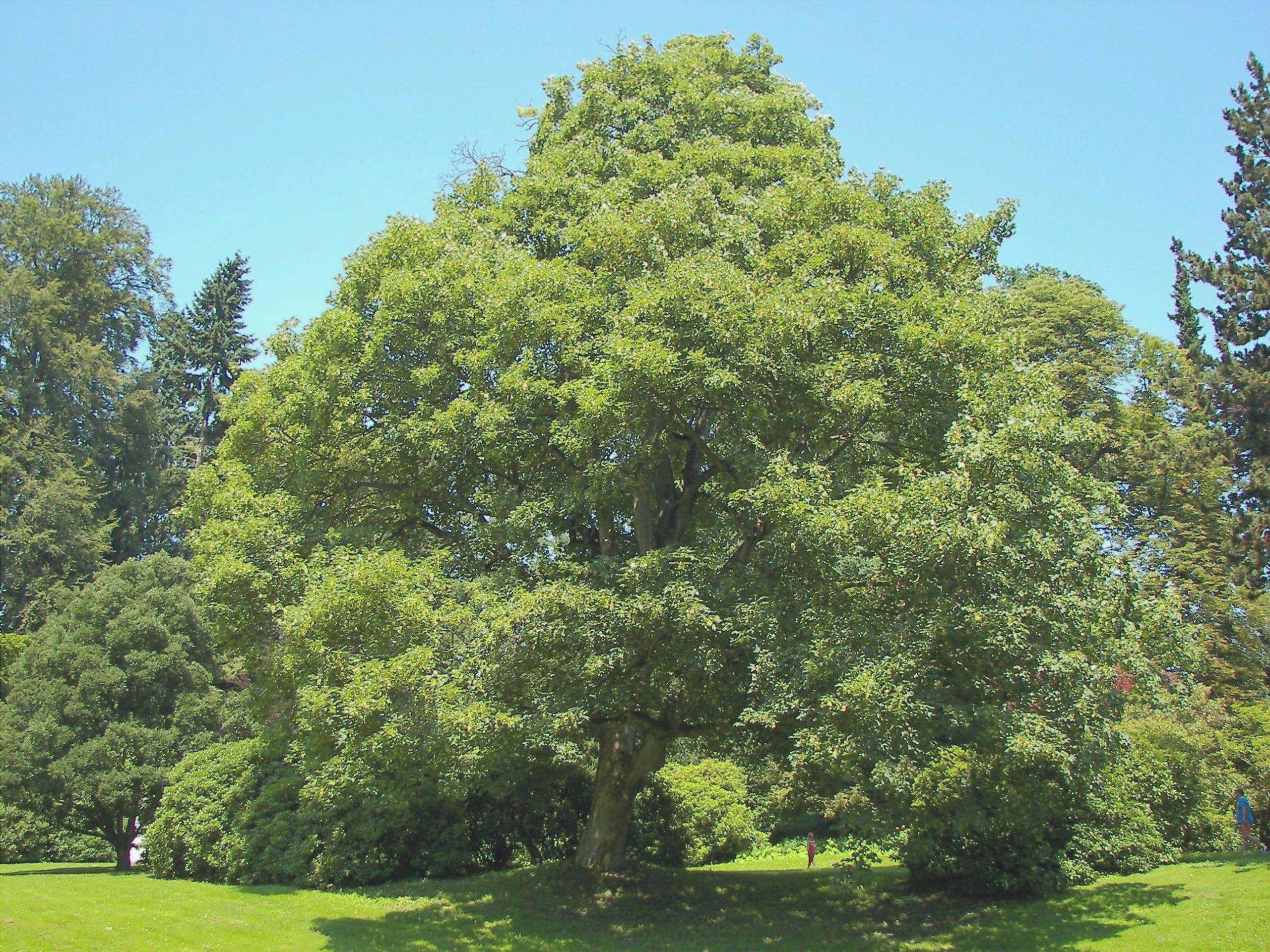 Foglie dell'albero Acer Pseoduplatanus