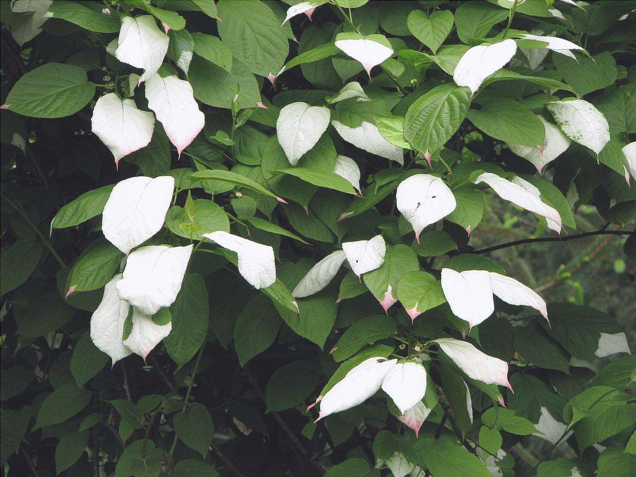 L'Actinidia kolomikta è una pianta ornamentale e commestibile.