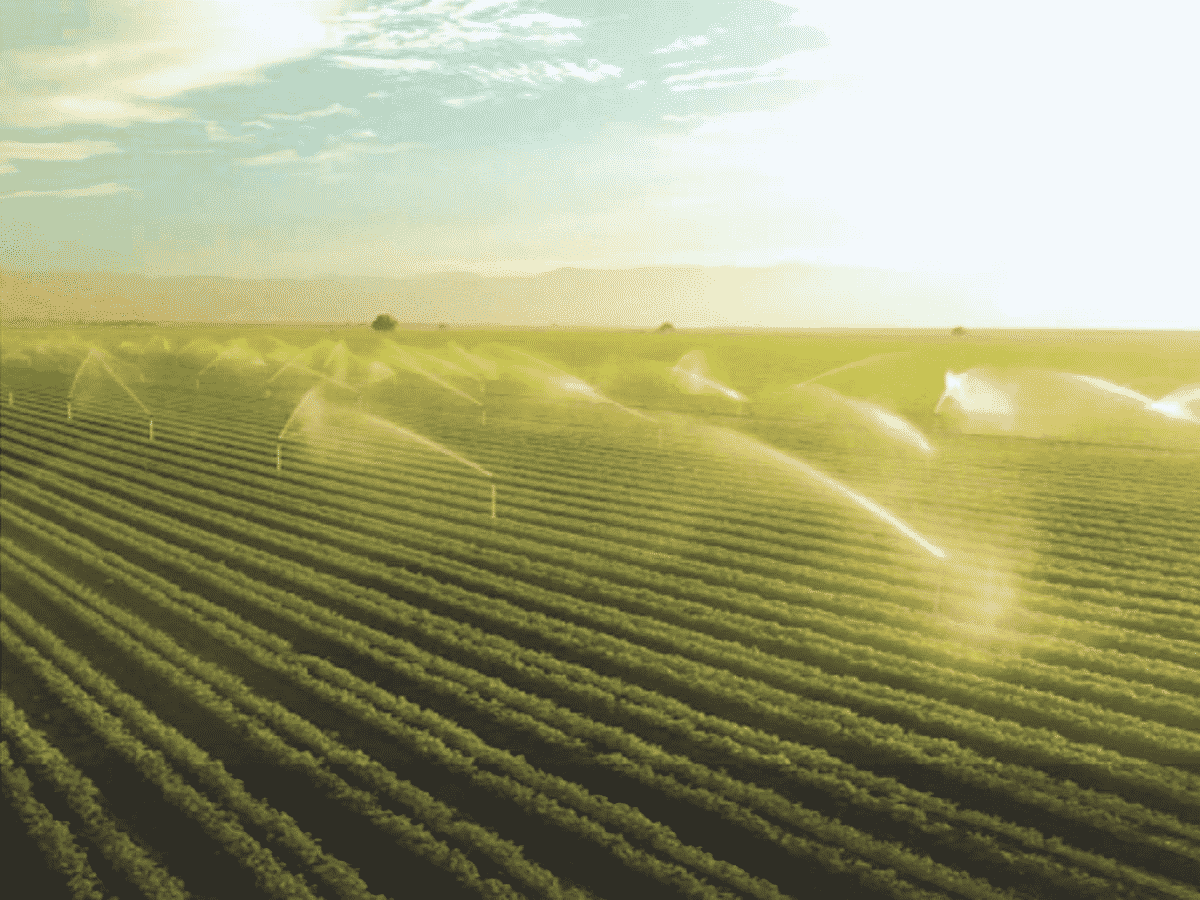 agricoltura irrigata