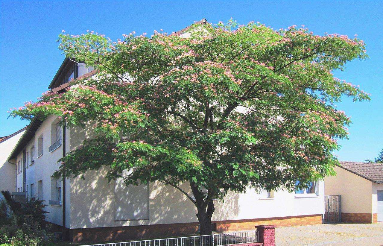 L'Albizia julibrissin è un albero deciduo.
