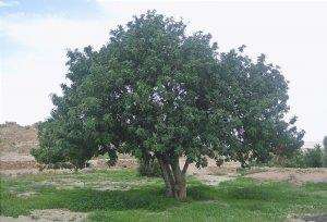Il carrubo è un albero mediterraneo.