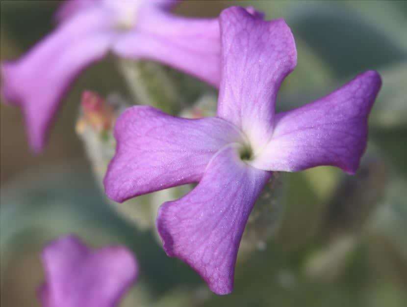 Wallflower, un fiore molto facile da curare