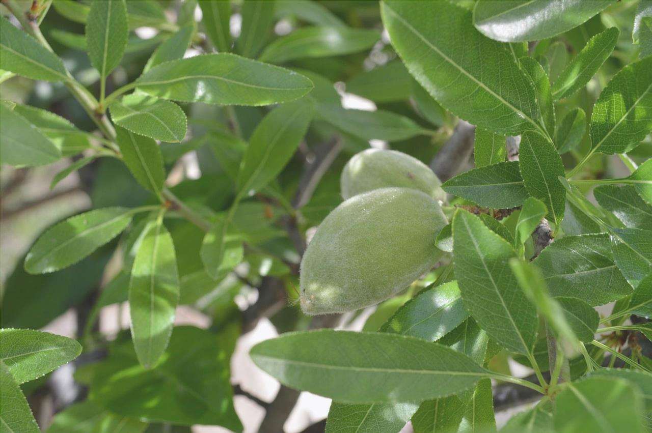 Il mandorlo è un albero da frutto deciduo.