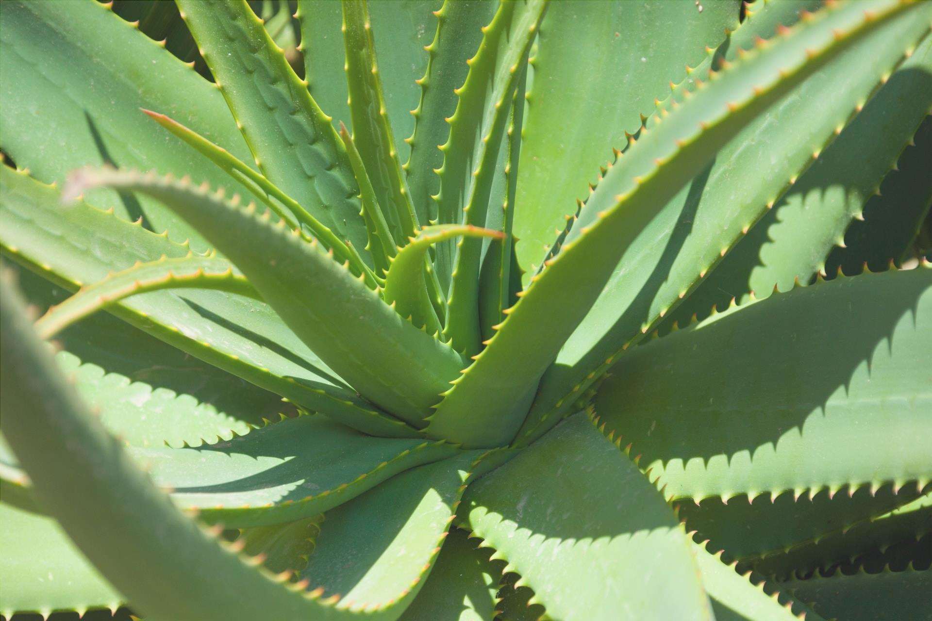 Le Aloe sono piante vascolari succulente.