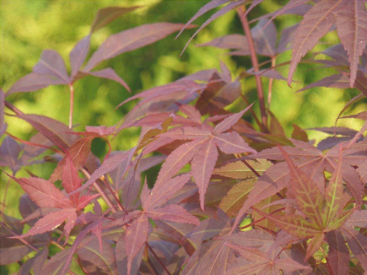 L'acero giapponese è un arbusto deciduo.