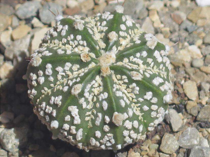 Astrophytum cactus