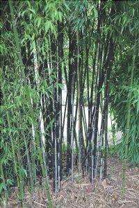 Il bambù nero è una pianta a crescita rapida