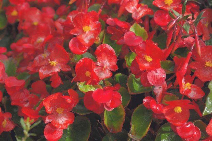 Esemplari di Begonia semperflores