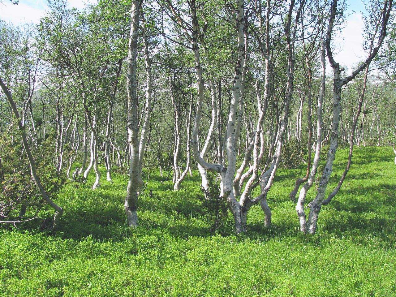 Vista di Betula pubescens