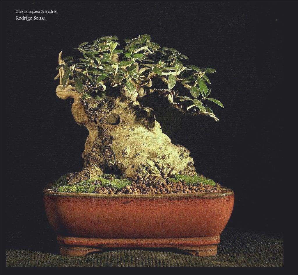 L'olivo selvatico può essere tenuto come bonsai.