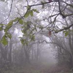 bosque de niebla