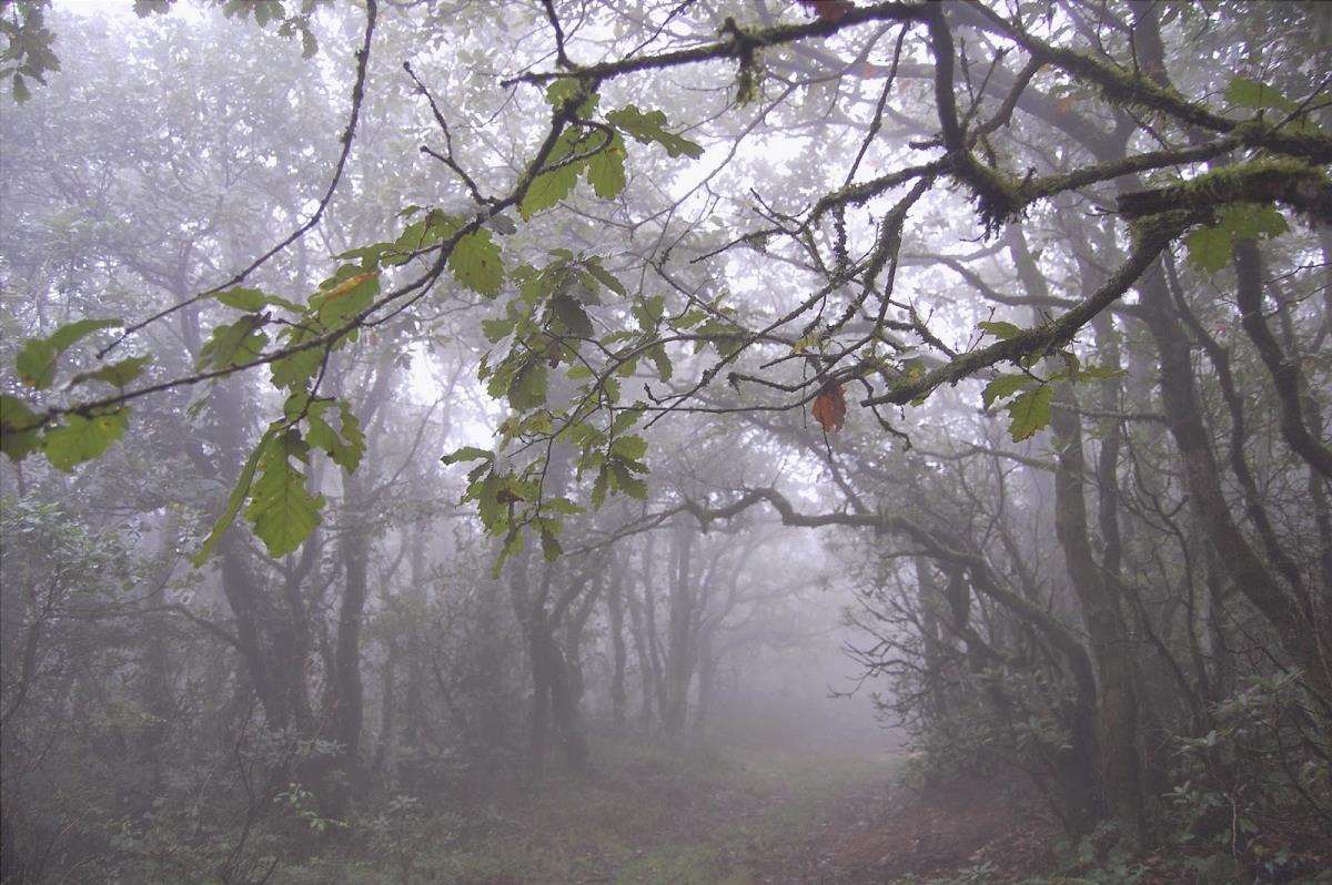 Foresta di nebbia: cos'è, caratteristiche, flora, fauna e importanza