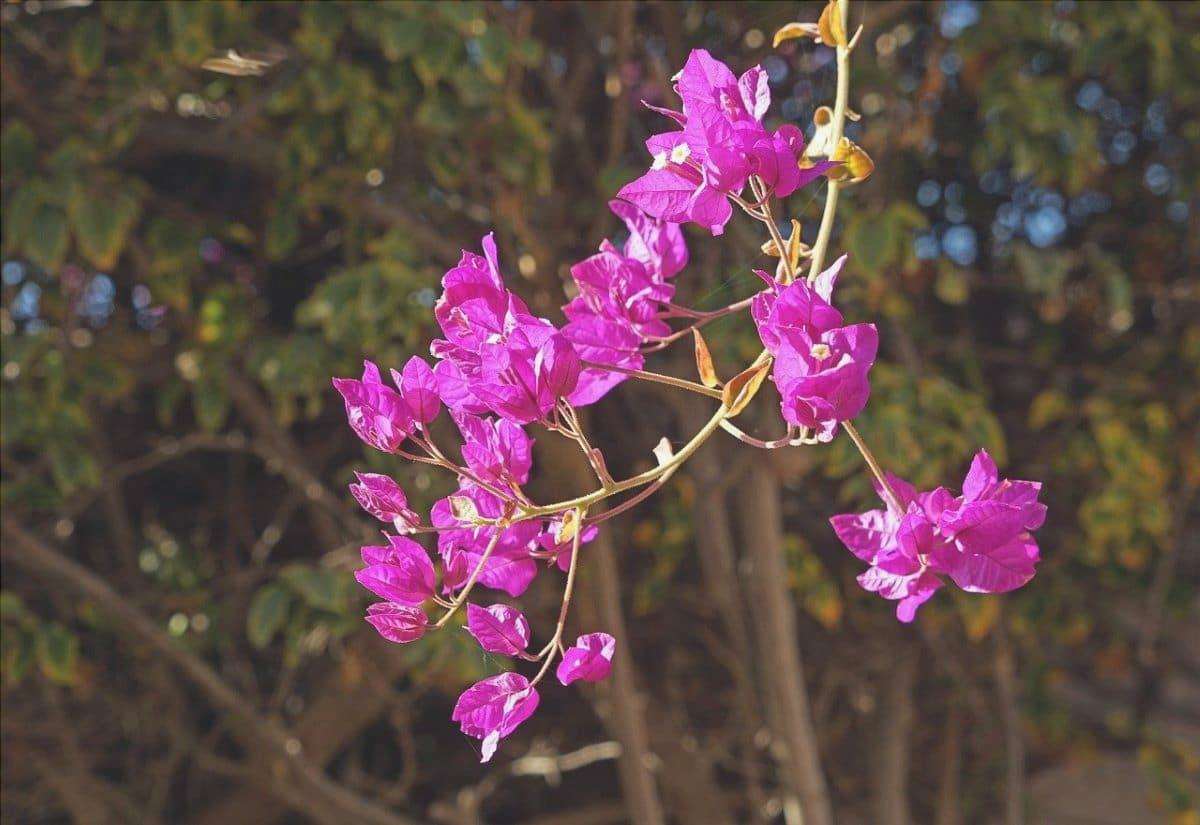 La Bougainvillea è una pianta che fiorisce in primavera.