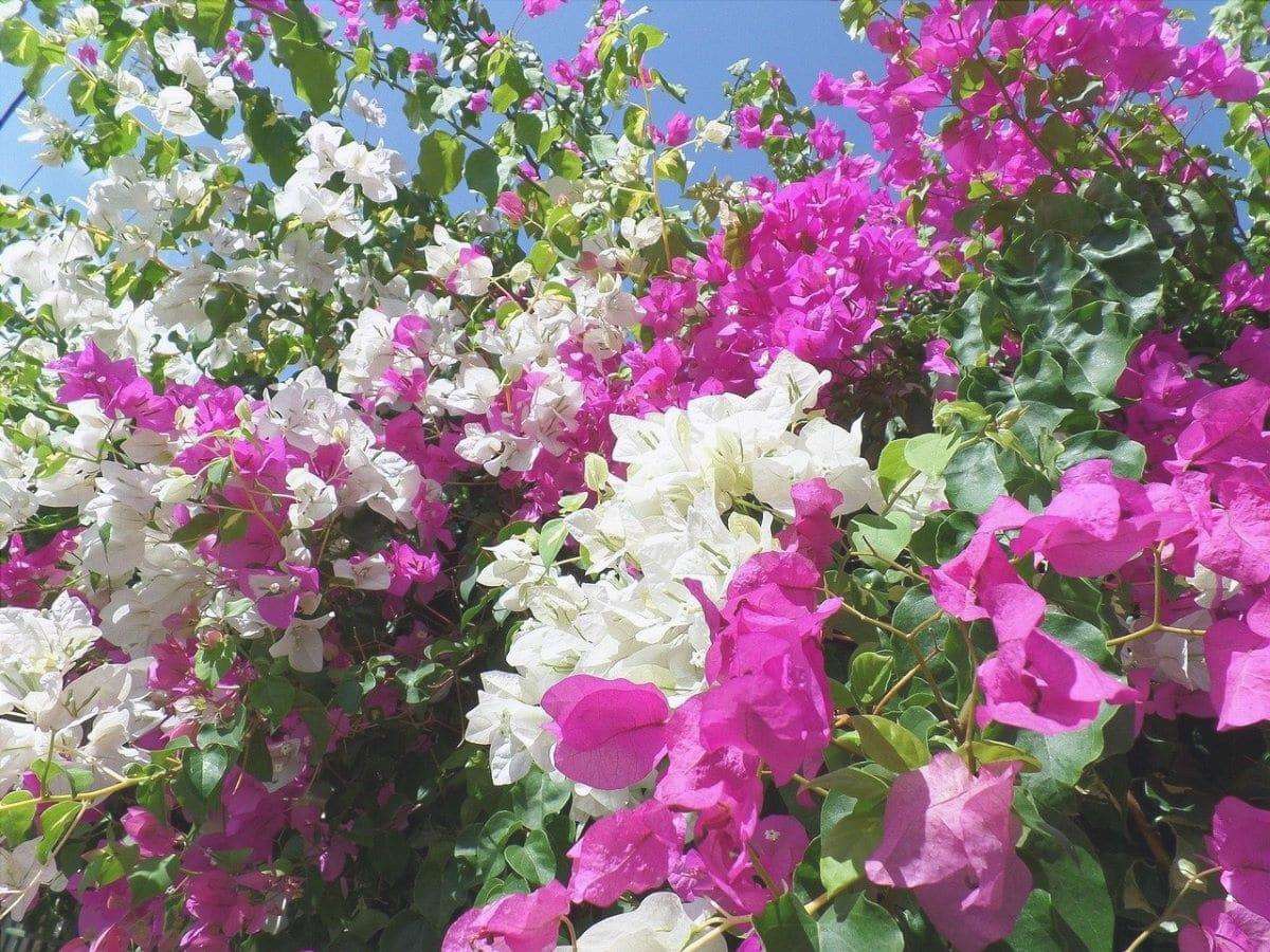 Le buganvillee sono arbusti con fiori vistosi.