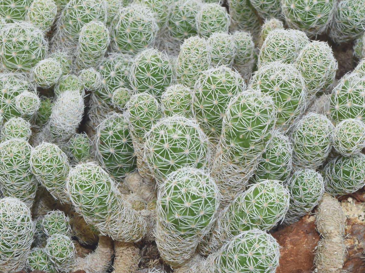 Perché il mio cactus non cresce? 5 ragioni e il loro trattamento