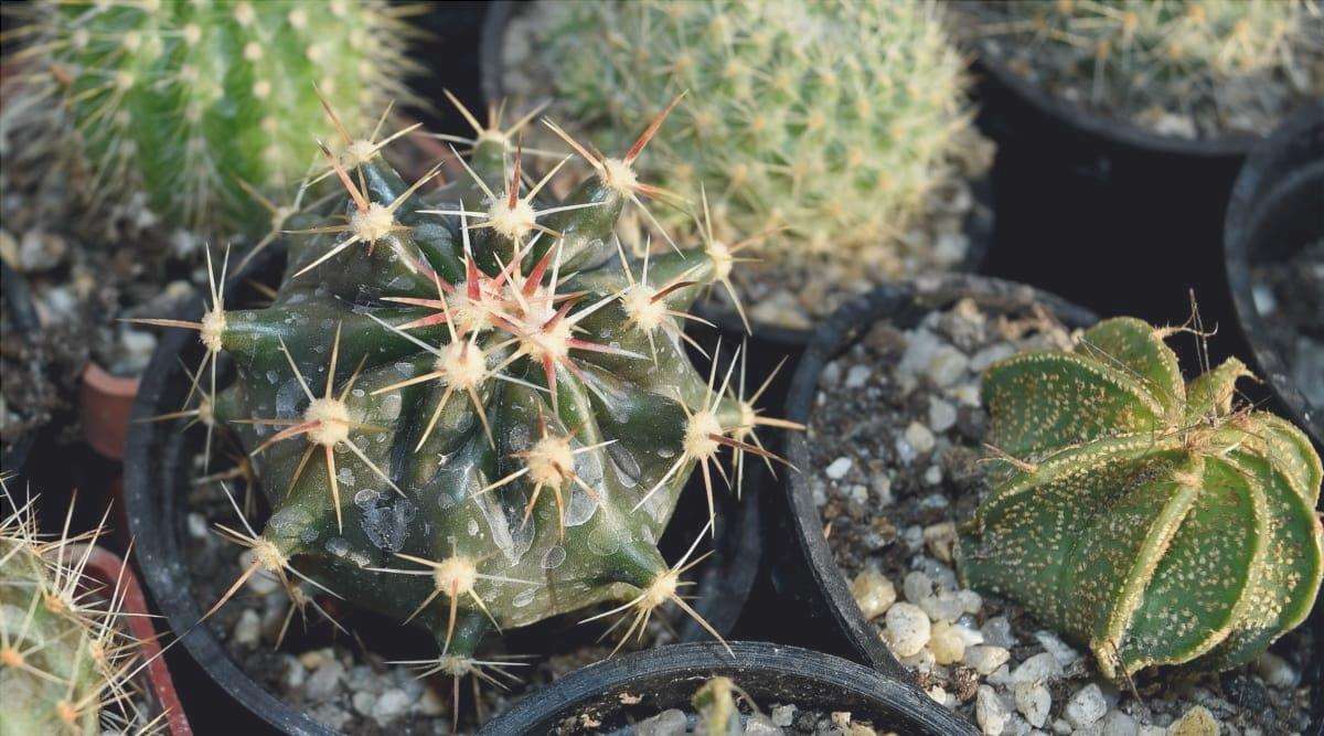 I cactus hanno bisogno di sole e acqua