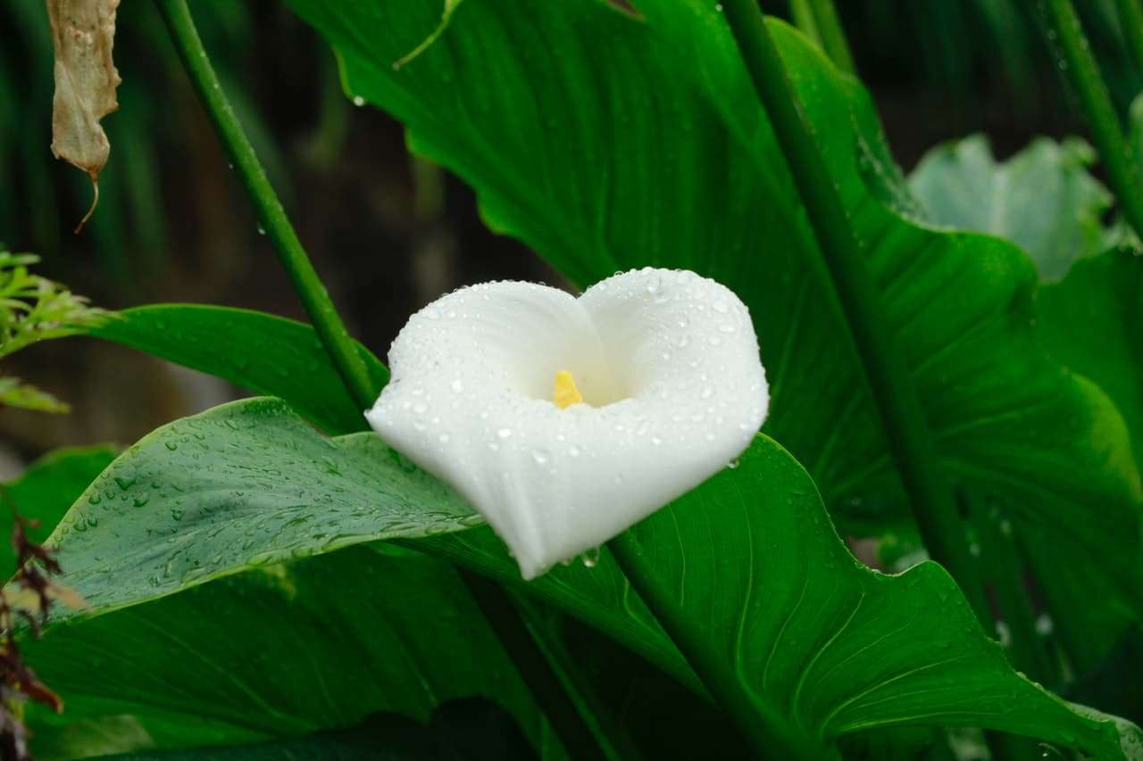 Il fiore di alcatraz è una pianta africana.