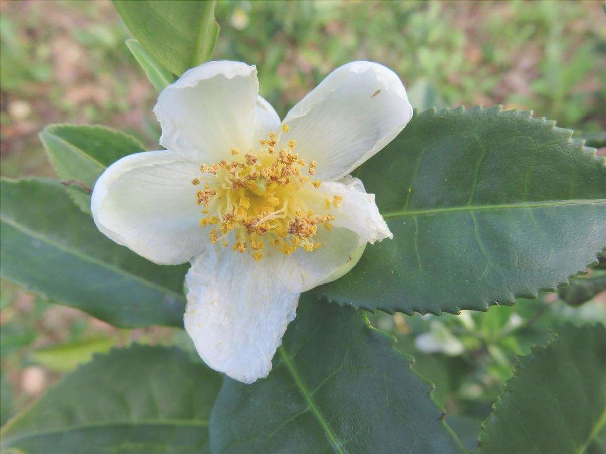 Vista di Camellia sinensis in fiore