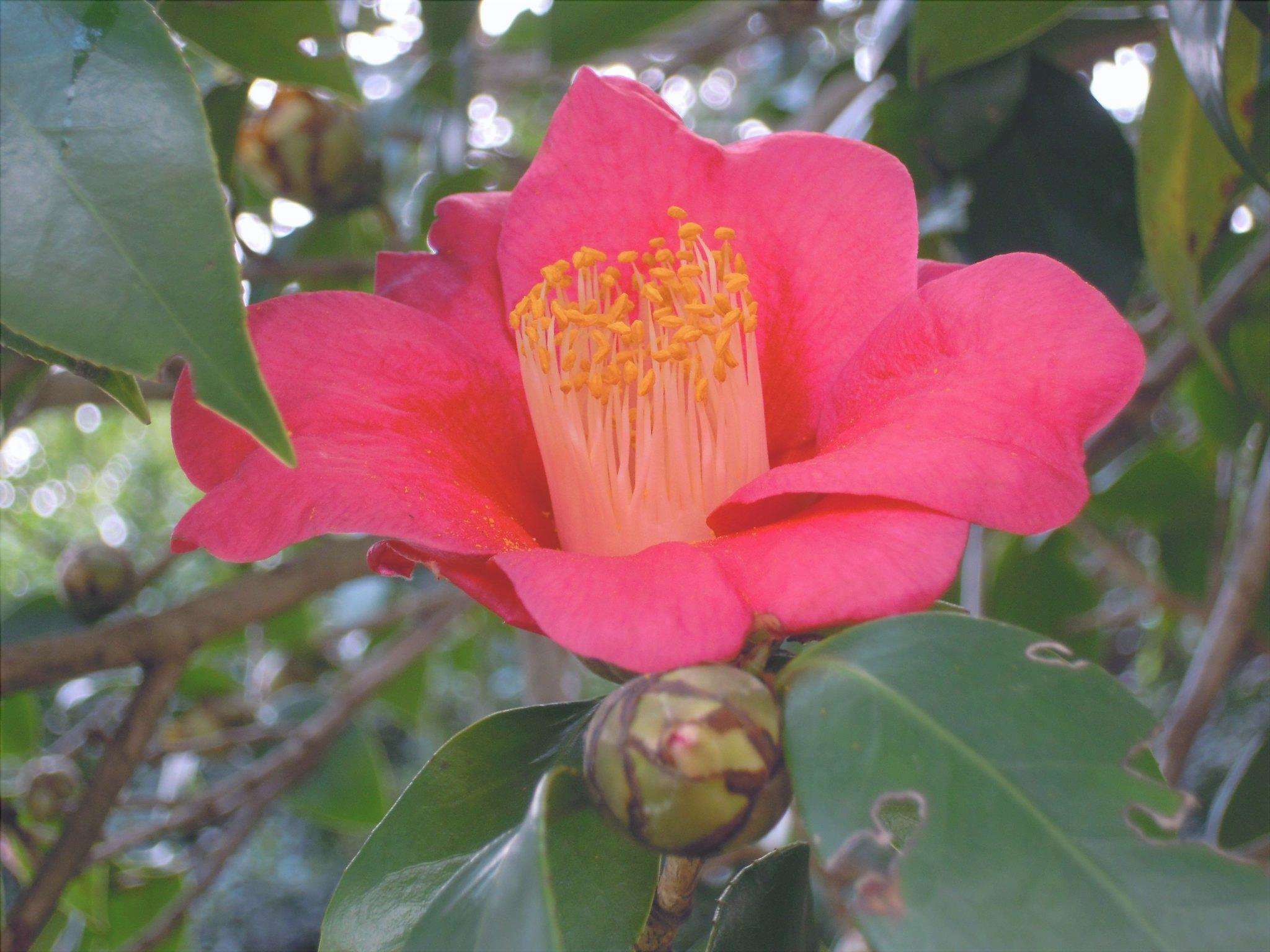 Vista di Camellia sasanqua