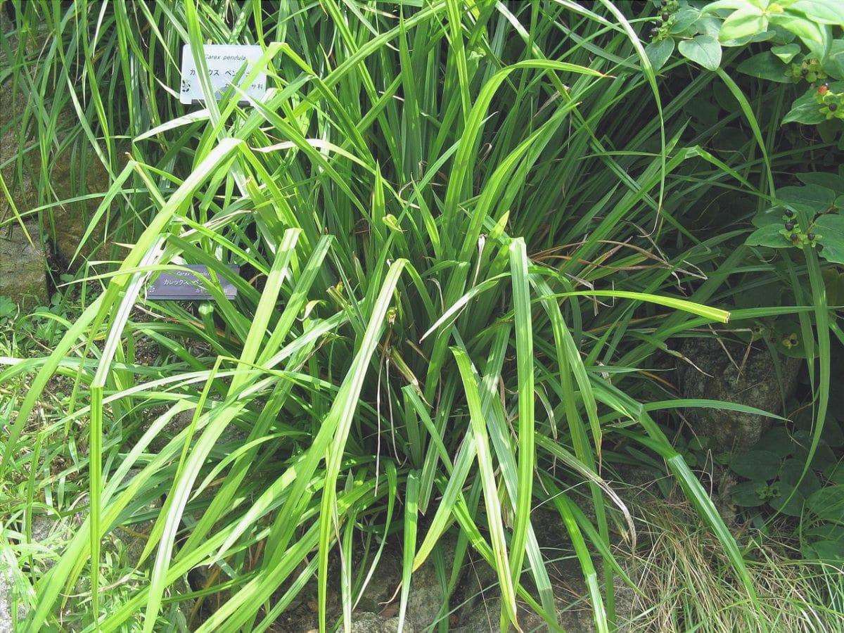 La carex è una pianta erbacea.
