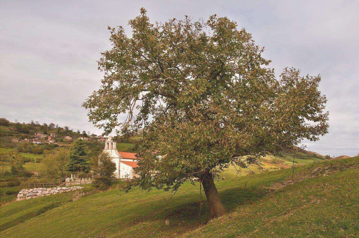 Il castagno è un albero che porta frutti commestibili.