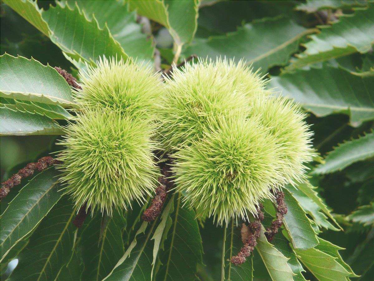 Il castagno è un albero da frutto per i climi temperati.