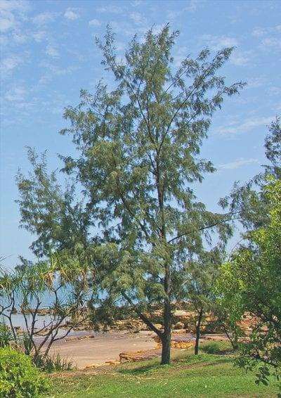 La Casuarina equisetifolia è un albero sempreverde.