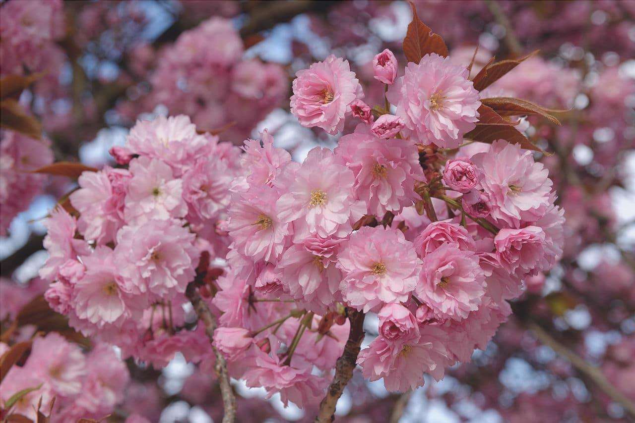 Il ciliegio giapponese produce fiori rosa