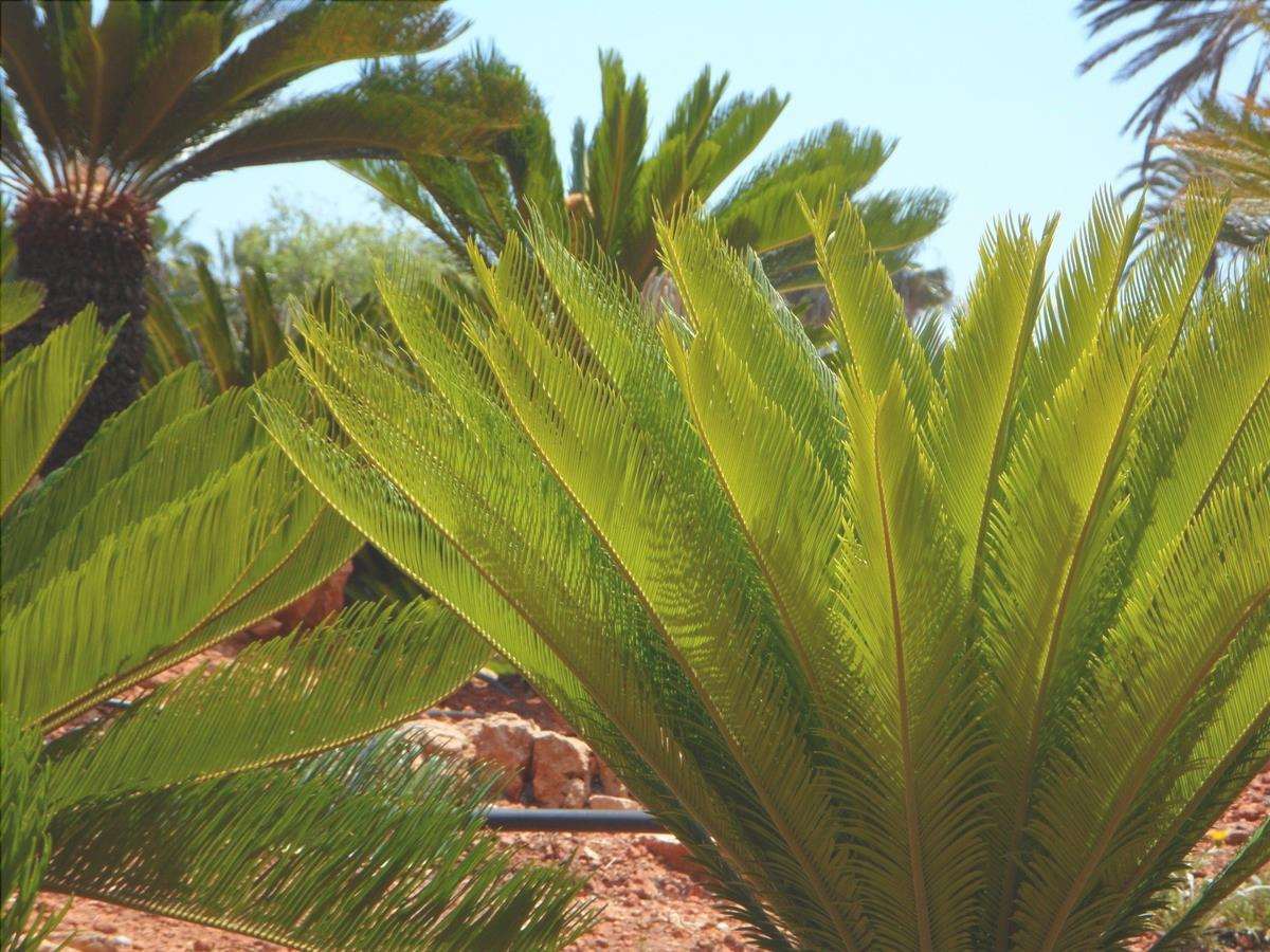 Le cycas sono piante che sono considerate fossili viventi.