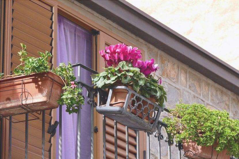 Ciclamino, un fiore per il balcone