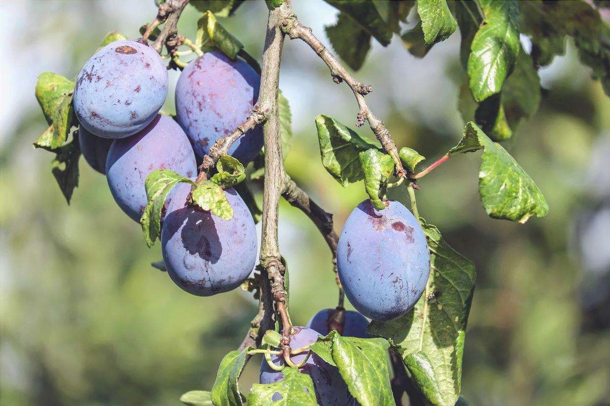 Il prugno è un albero da frutto ideale per i terreni calcarei