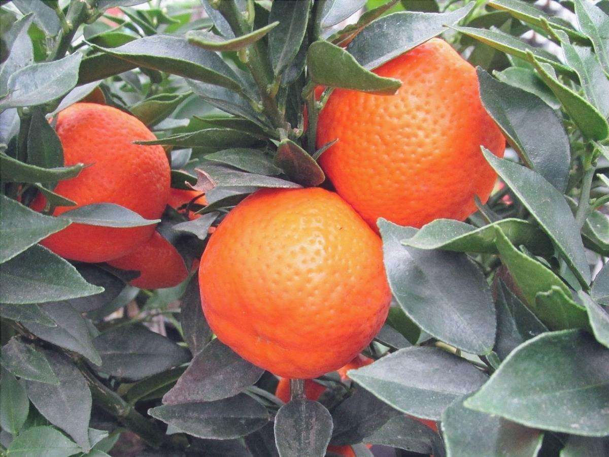 Le clementine sono alberi piccoli, ideali per i terreni calcarei.
