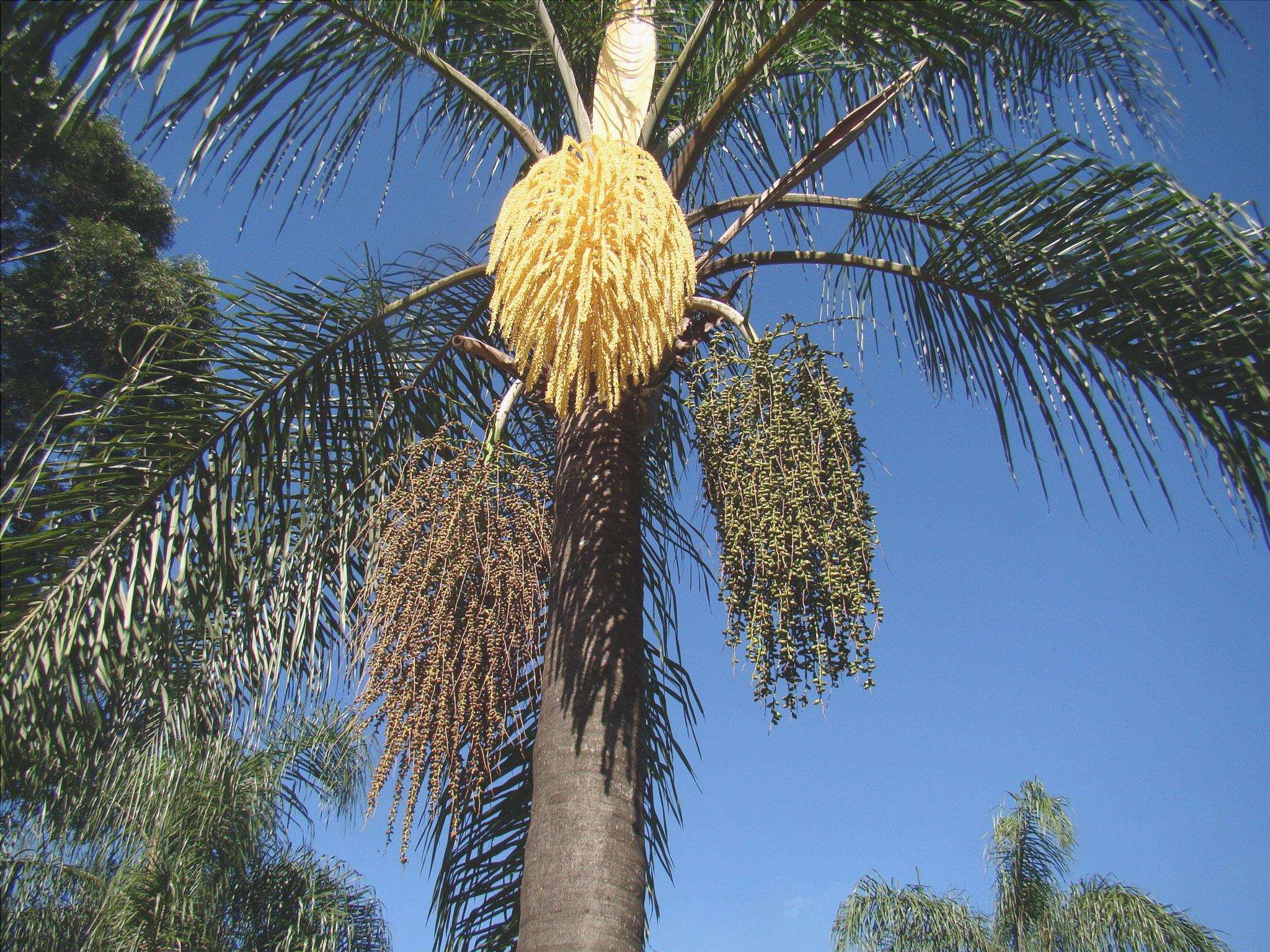 La noce di cocco piumata è una palma.