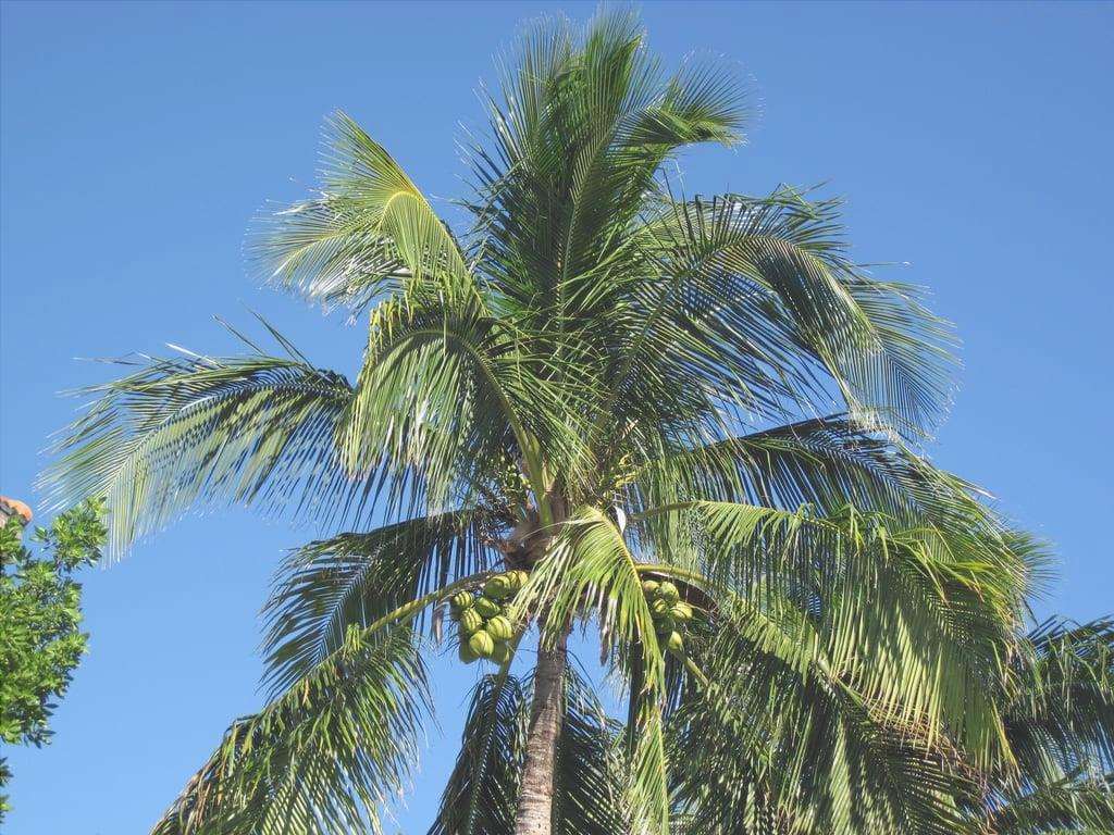 Cocos nucifera, la palma da cocco