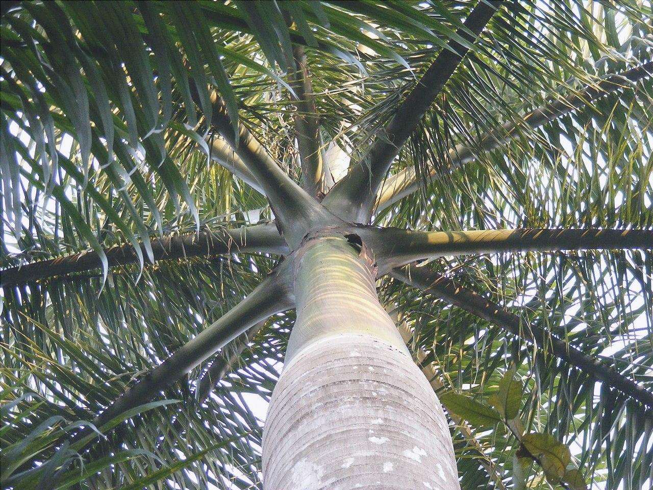 Vi presentiamo la Palma Reale Cubana, una pianta ideale per il vostro giardino.
