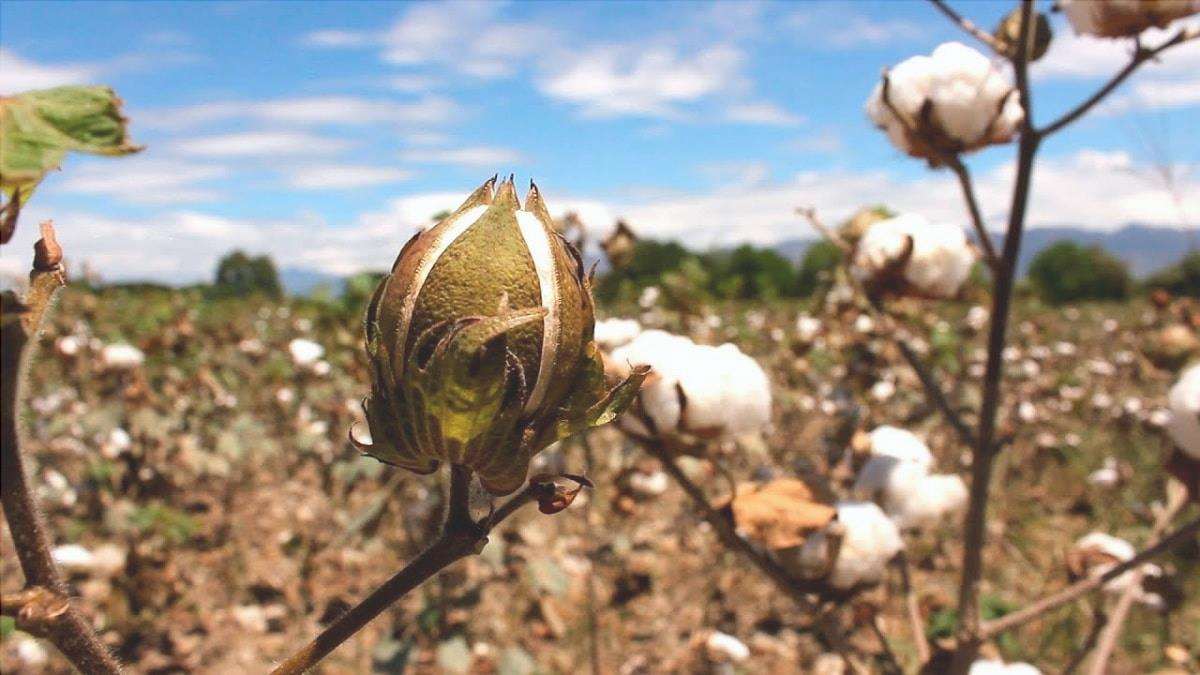 como se cultiva el algodon