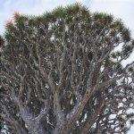 La corona dell'albero del drago millenario è molto ramificata.
